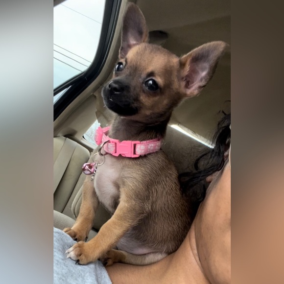 Moor and Lambchop they love their handmade crochet puppy blankets and sweatersπ - Picture 8 of 17